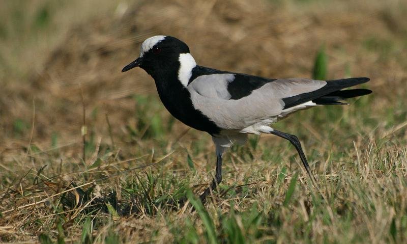 frieda 128.jpg - Bontkiewiet Blacksmith Plover Roep 'n Baie luidrugtige spesie met harde, klinkende tienk, tienk, skrikroep.